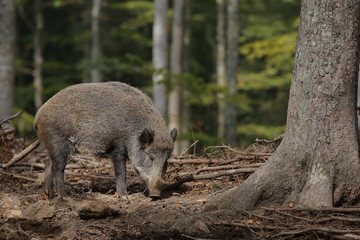 Cinghiale in primo piano 