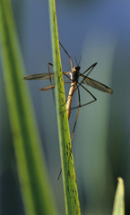 Crane fly(Tipula spp)  sitting on grass stem