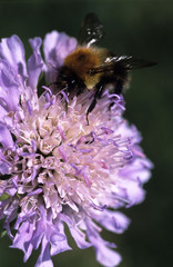 Buff-tailed bumble bee (Bombus terrestris) feeding on Field scabious (Knautia arvensis)