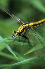 Club-tailed dragonfly (Gomphus vulgatissimus)