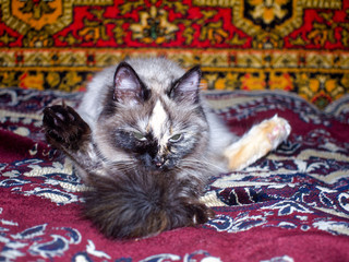 the Neva masquerade cat is in the apartment