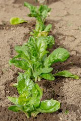 Obraz premium Plantation of Swiss chard in the garden