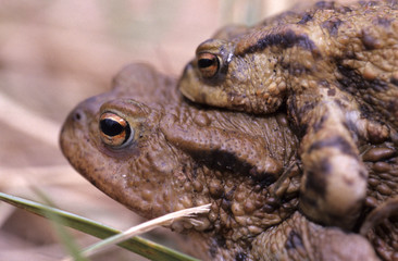 Female common toad (Bufo bufo) carrying male common toad on its back