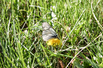A white butterfly on a flower with a zlot