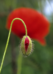 Common poppy (papaver rhoeas) flower emerging