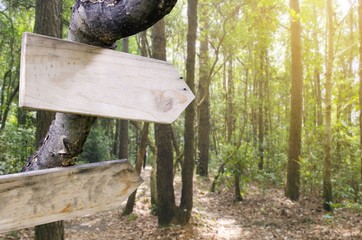 empty wooden signs or billboard for text with view of blurred nature green summer forest with sunlight effect, selective focus, copy space