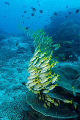 Fototapeta na wymiar Schwarm von Blaustreifen-Schnapper über Korallenriff