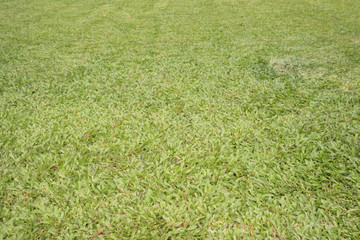 Green grass / View of green grass, use as background.