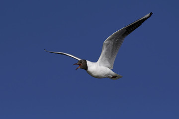 Black-headed gull (Chroicocephalus ridibundus)
