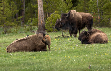 Bison Love