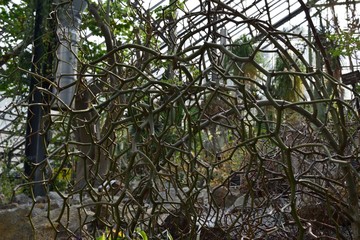 デカリア・マダガスカリエンシスの枝