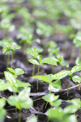 Red bean Coffee beans