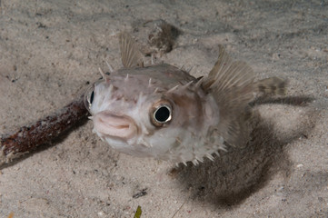 Puffer