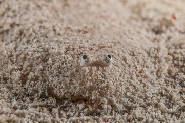 Hiding