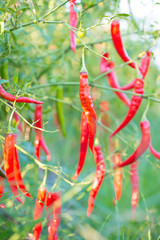 Red chili peppers on the tree in garden.