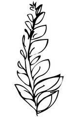 vector sketch of a plant twig and leaves