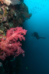 Fototapeta na wymiar Coral with diver