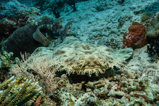 Wobbegong 