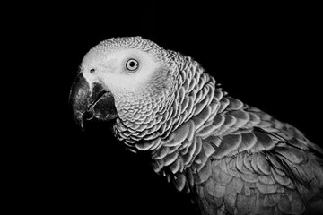 African grey parrot © adriantoday