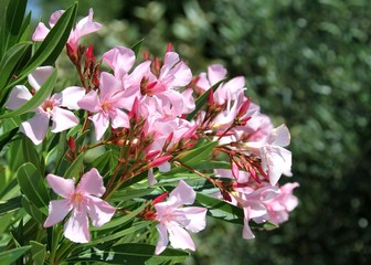 laurier rose en fleurs,nérium oléander