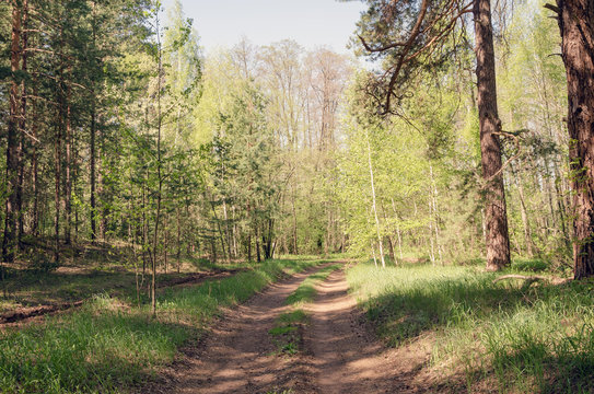 Дорога в лесу.