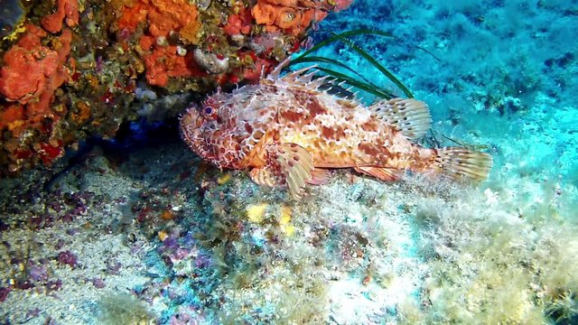 Diving in the Mediterranean sea - Scorpion fish