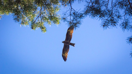 Black kite, spread wings flying in the blue sky above the pine trees top branches