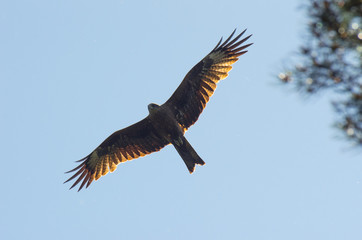 Obraz premium Black kite, spread wings flying in the blue sky above the pine trees top branches