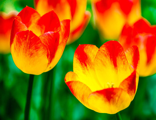 Two red and yellow tulip flowers