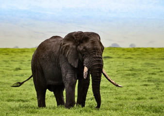 Naklejka na ściany i meble Big bull elephant roaming the Ngorongoro Crater of Tanzania, Africa