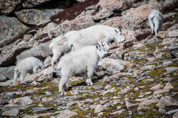 Fototapeta na wymiar Herd of wild white mountain goats in Rocky Mountains of Colorado
