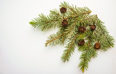 Branch of Christmas tree and cones on white background. Top view. The design element to design web banners, postcards. Christmas, winter pattern.