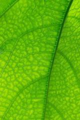 background Green leaf
