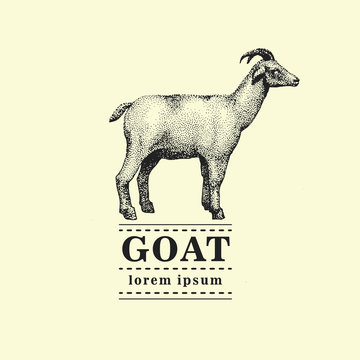 Goat, vintage engraved illustration. Logo template. Can be use for shops and markets of organic food. Vintage illustration.