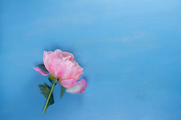 Fototapeta na wymiar Fresh peony flower with copy space on blue background