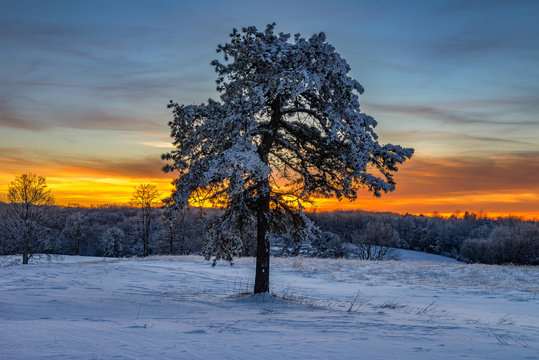 Lone Pine Tree And Snow At Sunset