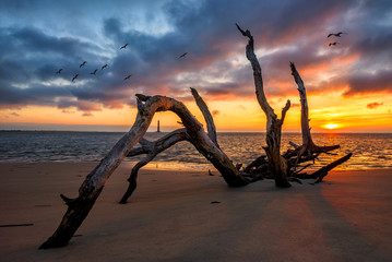 driftwood and sunrise along the south carolina coastline
