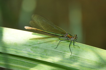 weibliche Gebänderte Prachtlibelle (Calopteryx splendens)