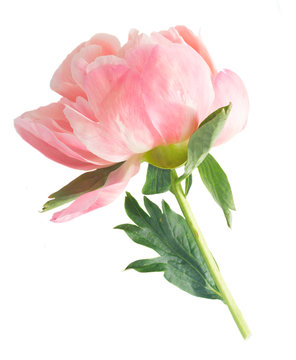 One Blooming Pink Peony Flower Bud Isolated On White Background