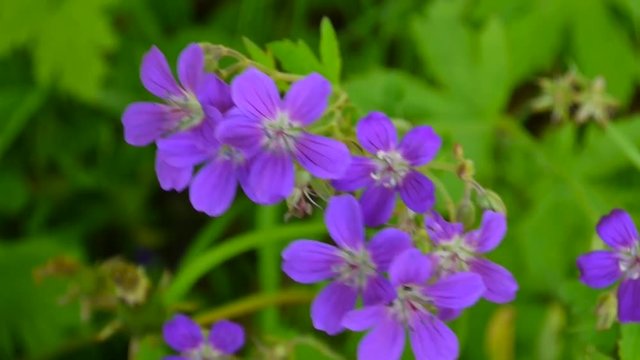 Wild Cranesbill. Geranium pratense close up footage shooting static camera.
