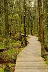 Boardwalk through the swamp