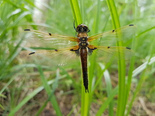 Large dragonfly sits on a green blade of grass
