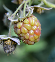organic unripe  raspberries on the bush, cultivation, garden,macro