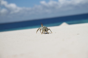 Fototapeta na wymiar Crab in Tanzania
