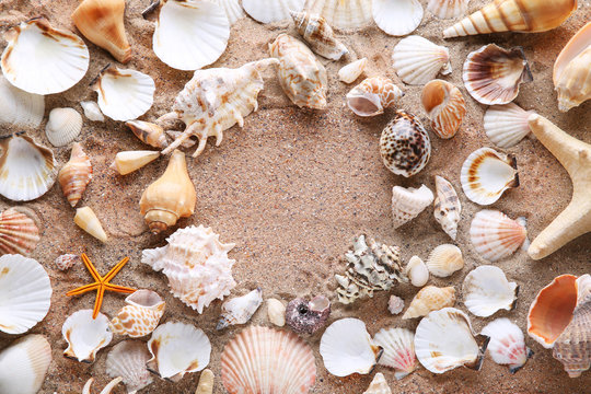 Seashells on the beach sand