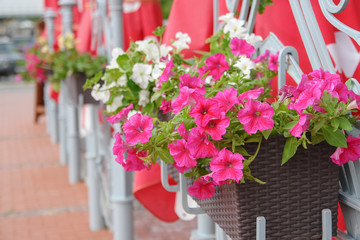 Fototapeta na wymiar Beautiful flowers on street, outdoors on park or city street.