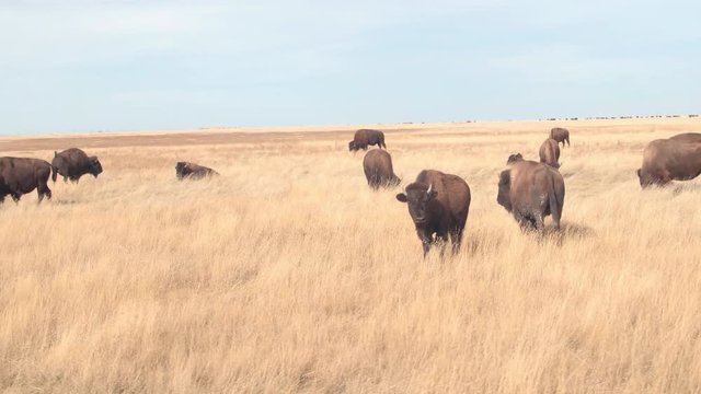 CLOSE UP: Herd of big buffalos pasturing on a dry grassland prairie on sunny day in hot summer. Bison bulls grazing on dry arid grass at Badlands National Park during drought