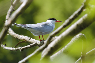 Common tern (Sterna hirundo) sitting on tree branch