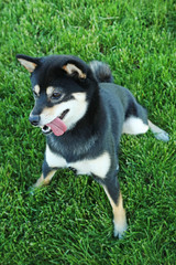 Black shiba inu dog on green grass