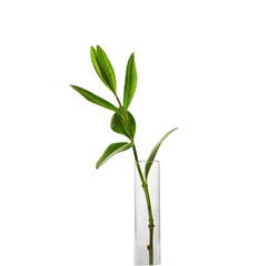 Fototapeta na wymiar Plant in glass tube isolated on white
